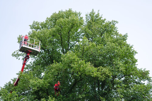 tree pruning