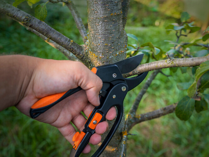 Gardener pruns the fruit trees by pruner shears. Farmer hand with garden secateurs on natural green background.