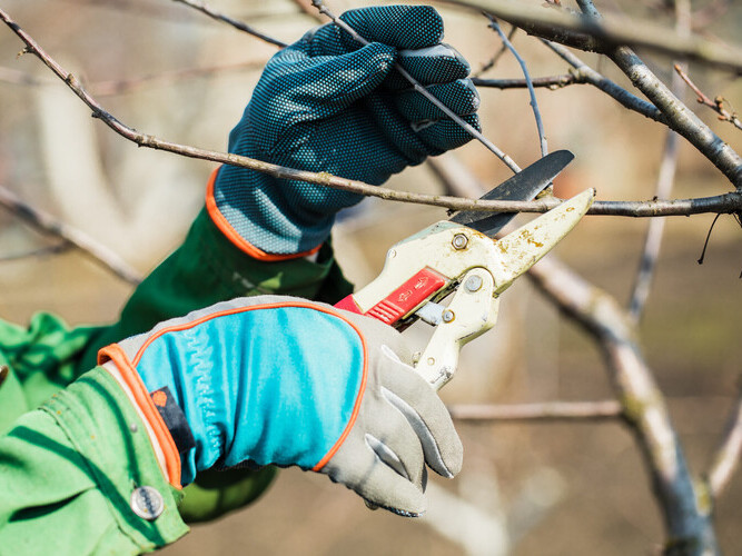 man in gloves cuts branches from a tree, caring for the garden