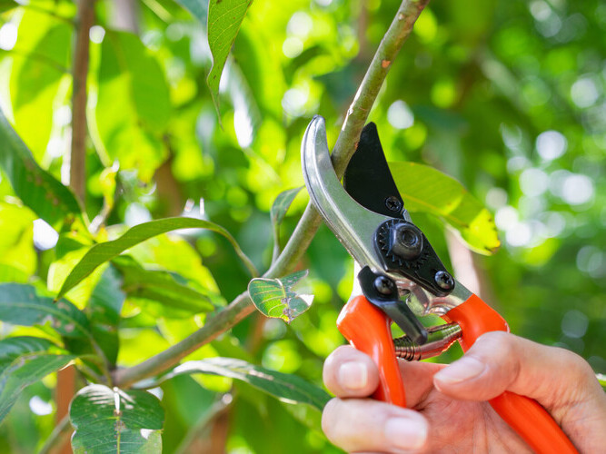 close up hand of person holding scissors cut the branches of tree in garden for agriculture,nature concept.