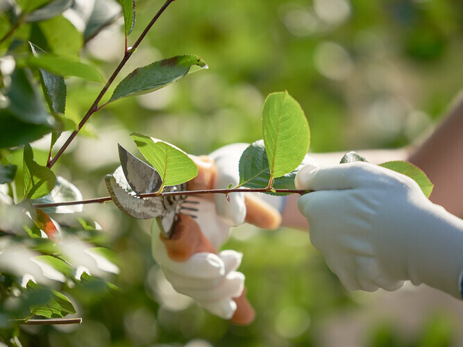 Female hands in white gloves, cut the branches with pruning shears.
