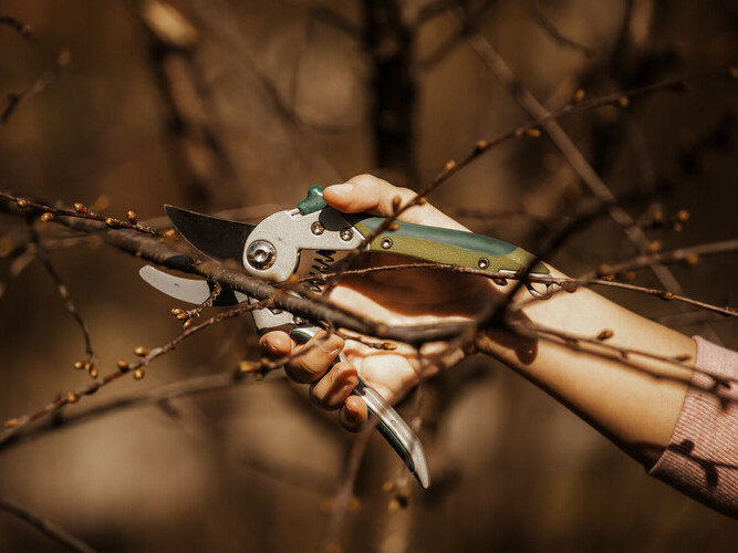 Pruning an fruit tree - Cutting Branches at spring
