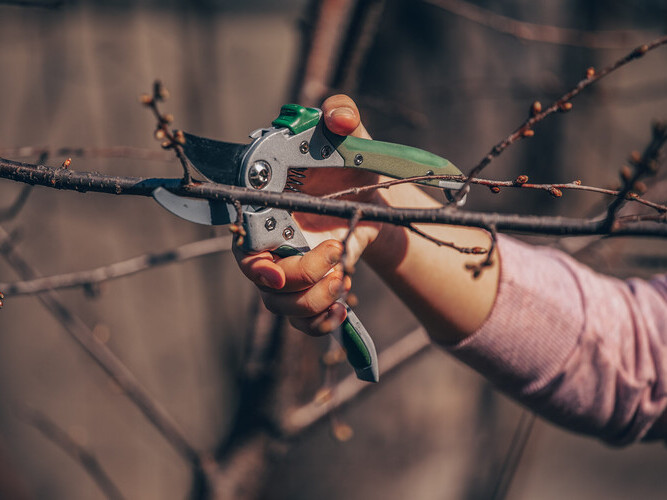 Pruning an fruit tree - Cutting Branches at spring