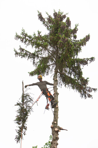 tree pruning