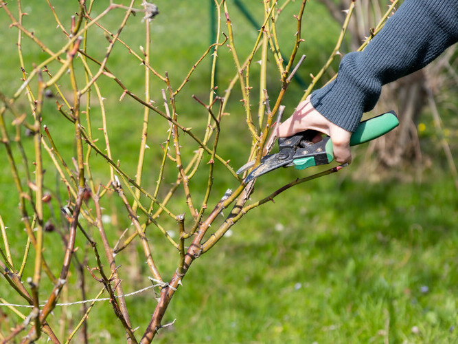 Gardener pruning in spring