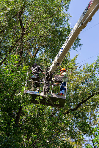 tree trimming
