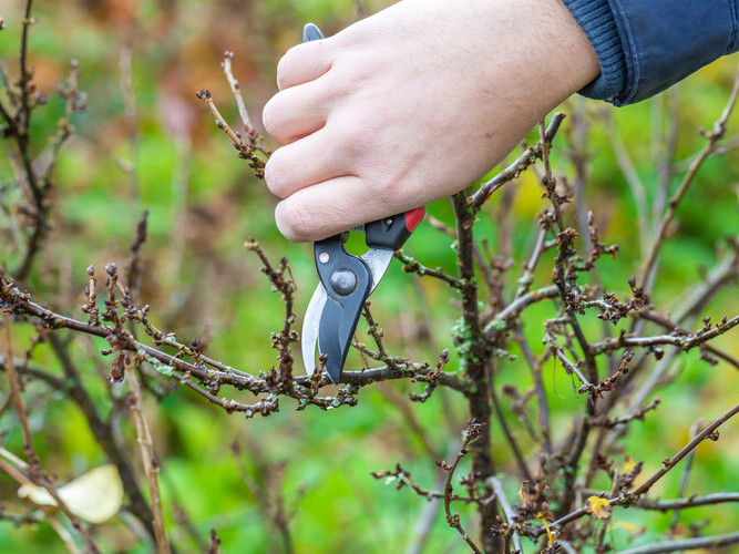 Pruning currant bushes in autumn. Garden work. The pruner in the hands of the gardener.
