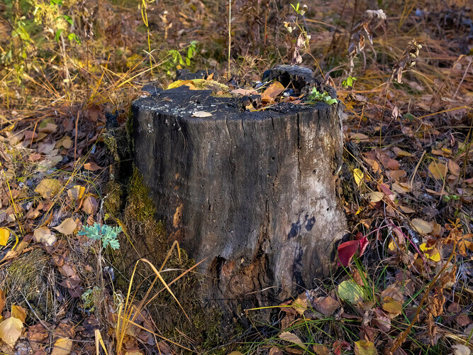 Old tree stump in the autumn forest. Side view, no people.