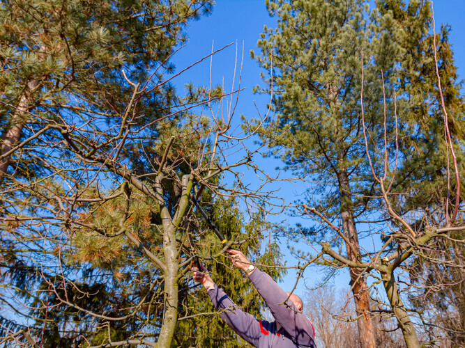 Farmer is pruning branches of fruit trees in orchard using long loppers at early springtime.