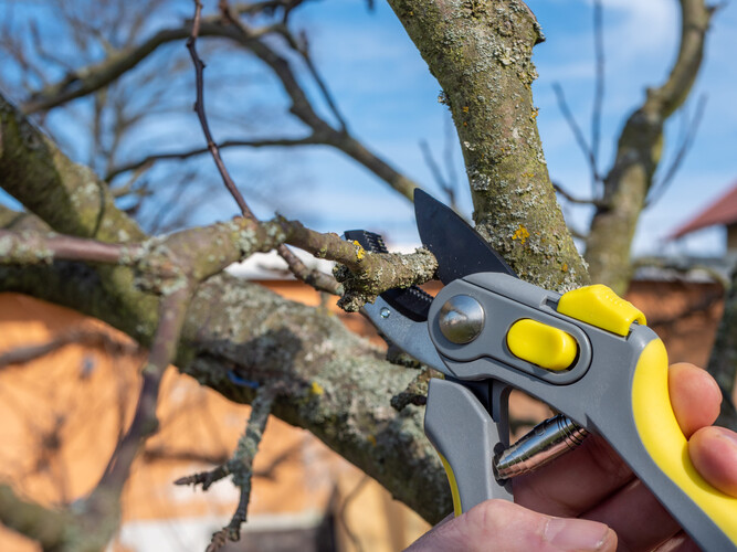 Fruit tree is pruned with secateurs