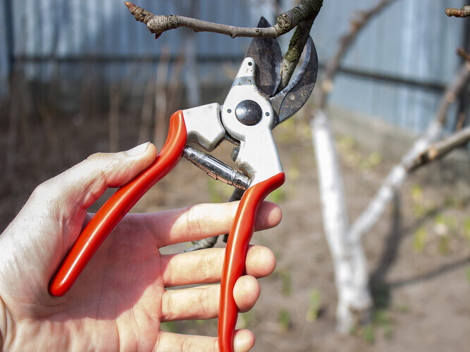 gardener prunes fruit trees with secateurs. selective focus
