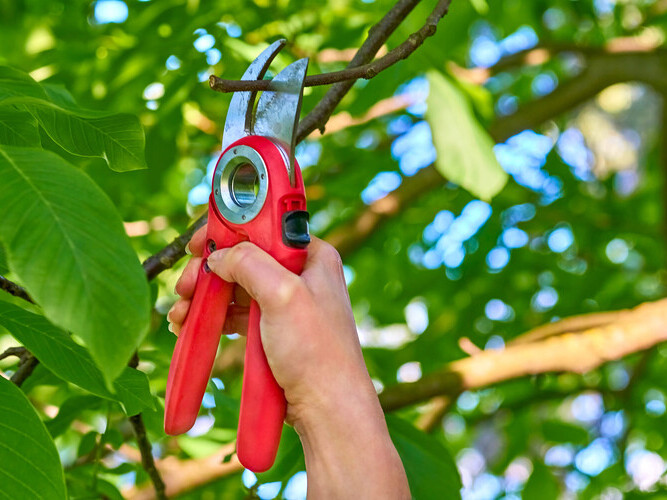 Garden care. Trimming with scissors secateurs extra branches on a fruit tree.