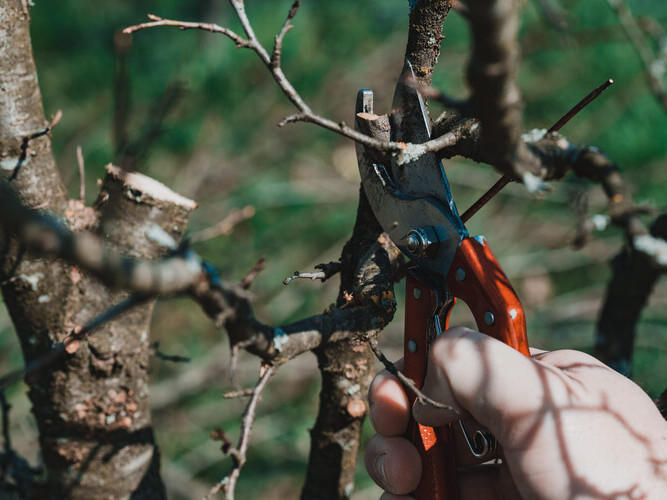 In the spring, a man prunes and trims the branches of a fruit-bearing tree, spring work in the garden.
