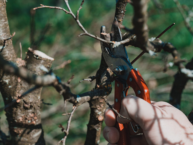 In the spring, a man prunes and trims the branches of a fruit-bearing tree, spring work in the garden.