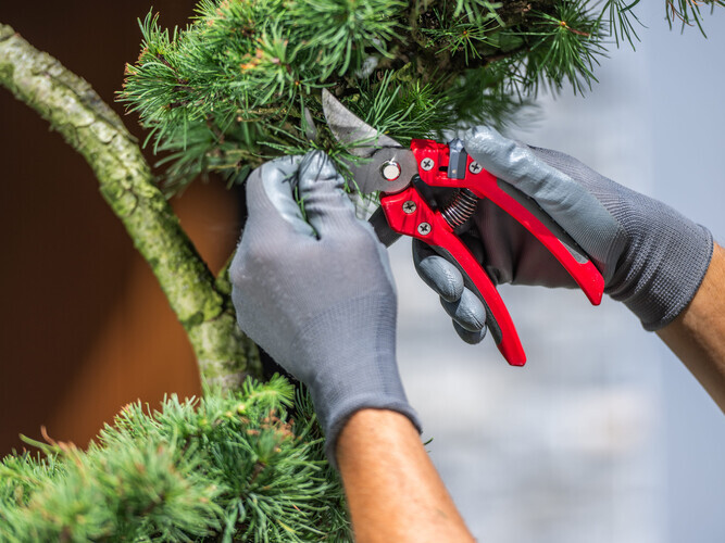 A person wearing gloves uses pruning shears to trim the branches of an evergreen tree in a garden setting.