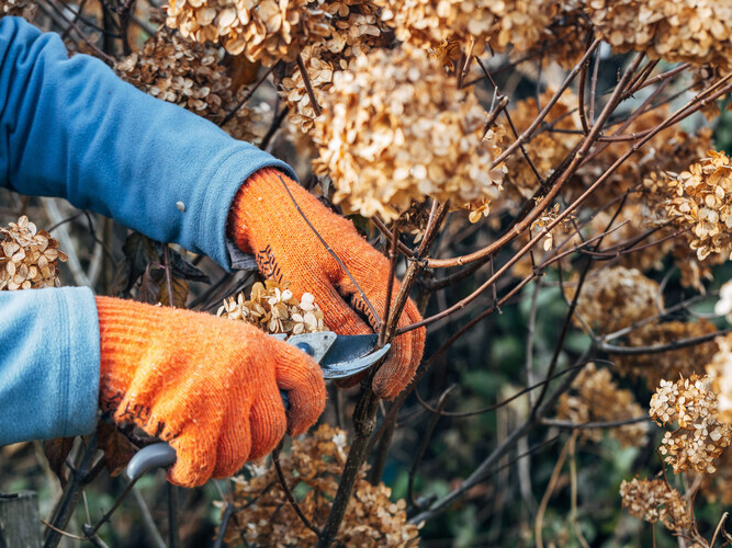 A gardener wearing gloves trims wilted hydrangea flowers before winter