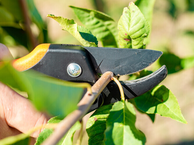 Hand of man with pruning shears cutting tree branches paying special attention to garden and plant care, close-up.