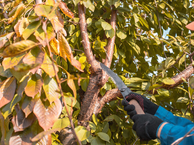 A senior gardener wearing a cap and gloves carefully cuts a thick branch from a fruit tree with a saw. Cherry tree rejuvenation.