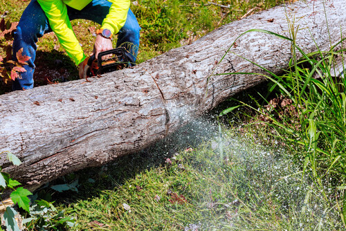 cutting tree