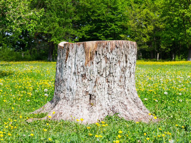 stump from the cut tree in a summer garden