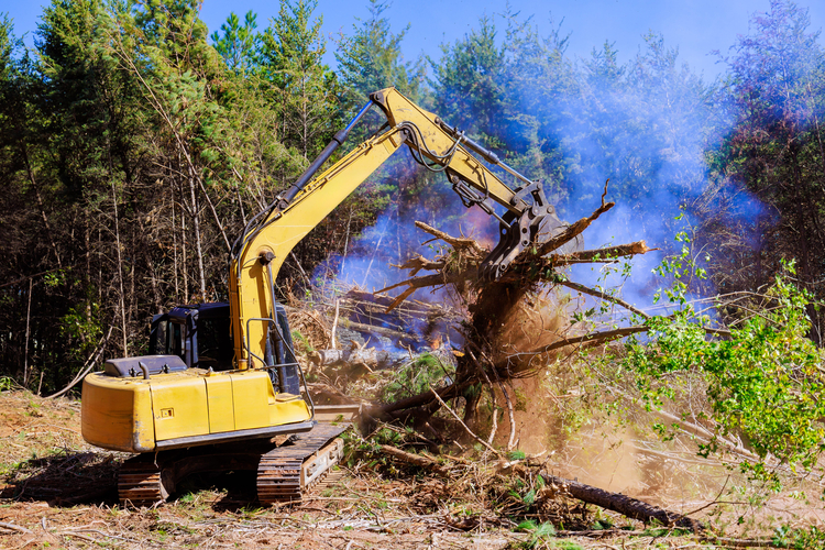 lot clearing