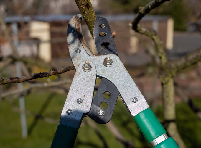 Cutting a tree with pruning shears in the garden